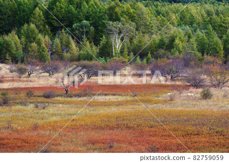Lady of Odashirogahara, Oku-Nikko in autumn [Tochigi Prefecture] 82759059