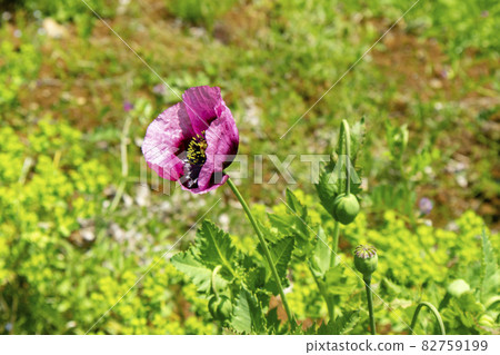 Atsumi-geshi growing naturally 82759199