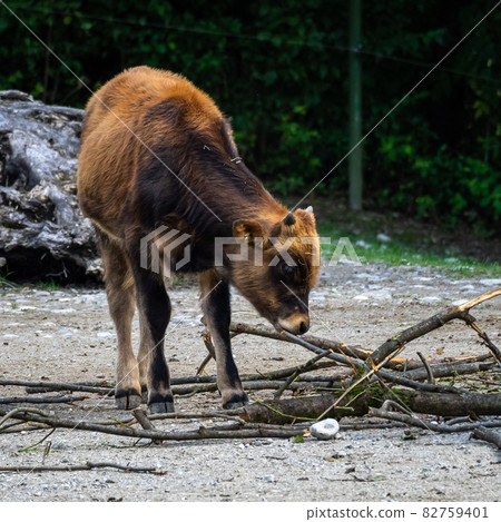 Heck cattle, Bos primigenius taurus or aurochs in the zoo 82759401