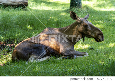 European Moose, Alces alces, also known as the elk European Moose, Alces alces, also known as the elk 82759409