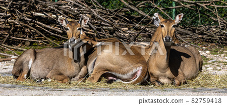 The nilgai or blue cow. Boselaphus tragocamelus is the largest Asian antelope 82759418
