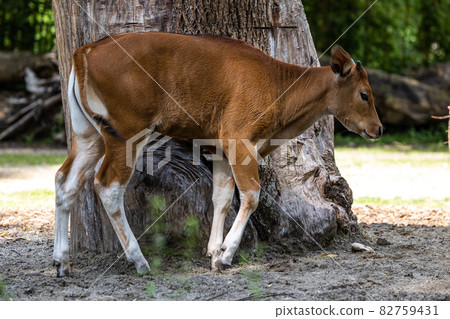 Banteng, Bos javanicus or Red Bull is a type of wild cattle. Banteng, Bos javanicus or Red Bull is a type of wild cattle. 82759431