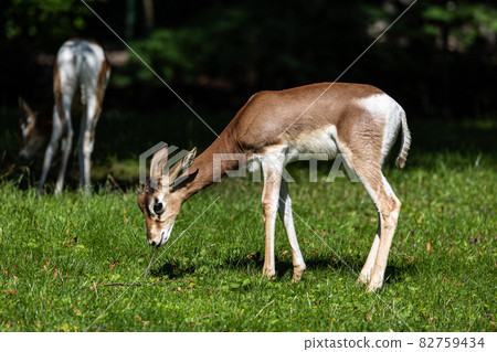 Dama gazelle, Gazella dama mhorr or mhorr gazelle is a species of gazelle 82759434