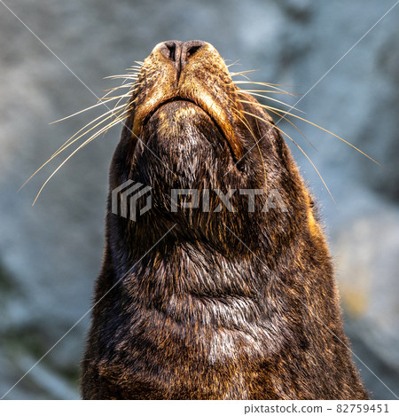 The South American sea lion, Otaria flavescens in the zoo The South American sea lion, Otaria flavescens in the zoo 82759451