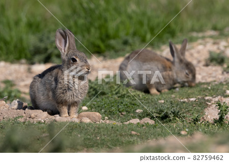 European rabbit, Common rabbit, Oryctolagus cuniculus sitting on a meadow at Munich European rabbit, Common rabbit, Oryctolagus cuniculus sitting on a meadow at Munich 82759462