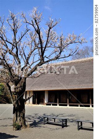 White plum blossoms, blue sky and old folk house [Oshima, Sagamihara City, February] 82759904