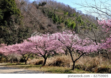 Rows of Kawazu cherry trees and thickets [Oshima, Sagamihara City, February] 82759905