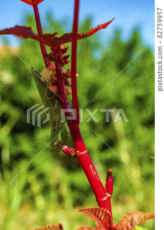 基於蓖麻子的螳螂 82759957