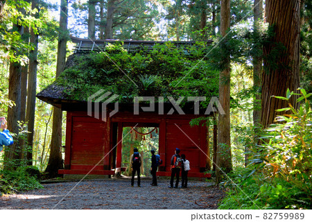 信州戶隱神社奧社和雪松大道 82759989