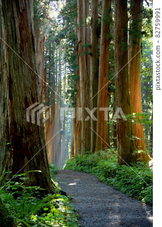 信州戶隱神社奧社和雪松大道 82759991
