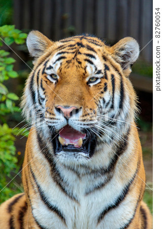 動物園阿穆爾虎 82760054