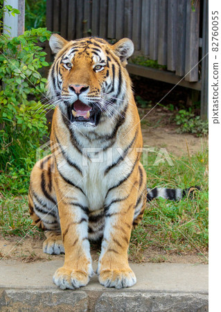 動物園阿穆爾虎 動物園阿穆爾虎 82760055