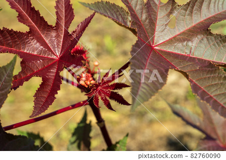 蓖麻，一種出現在舊約中的植物，在現代日本被用作插花材料 82760090