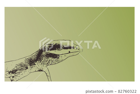 Saxis Canaveral - Stock Illustration [82760322] - PIXTA