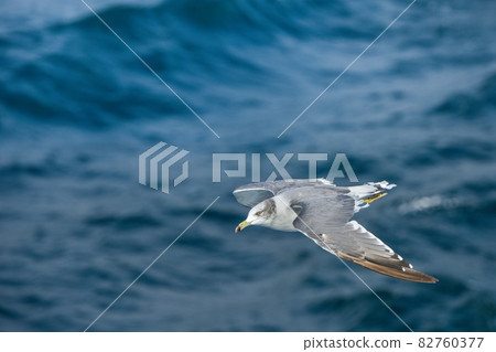 黑尾鷗滑翔【秋東京灣】海鳥 黑尾鷗滑翔【秋東京灣】海鳥 82760377