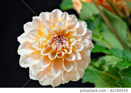 Dahlia flowers in full bloom taken indoors 82760434