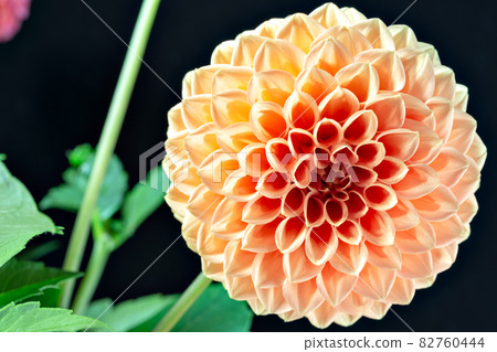 Dahlia flowers in full bloom taken indoors 82760444