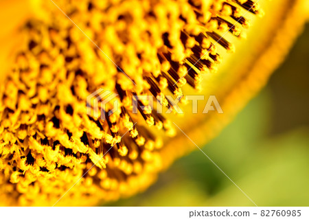 Blooming sunflower basket close up. Blooming sunflower basket close up. 82760985
