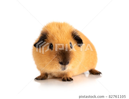 Cool red guinea pig over white Cool red guinea pig over white 82761105