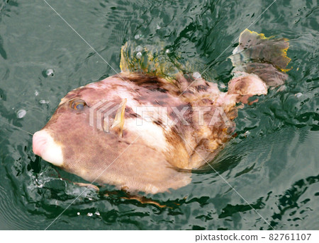 Kawahagi that appeared on the surface of the sea 82761107