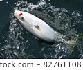 Hamachi (yellowtail) that appeared on the surface of the sea 82761108