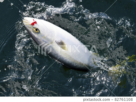Hamachi (yellowtail) that appeared on the surface of the sea 82761108