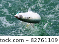 Chub mackerel jumping on the surface of the sea 82761109