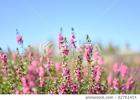 Pink flowers and blue sky 82761455