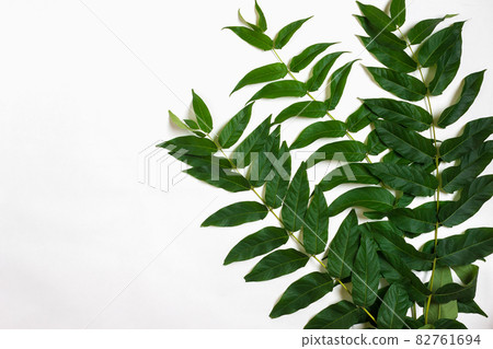 Green leaf branches on white background. flat lay, top view 82761694