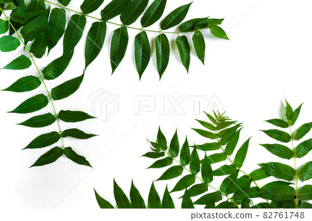 Green leaf branches on white background. flat lay, top view 82761748