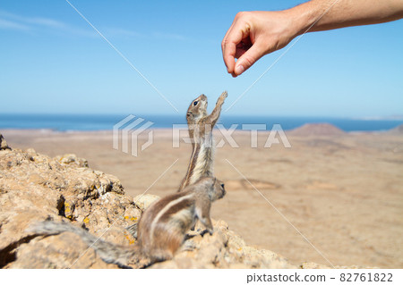 Human hand feeding a squirrel in dry rocky landscape 82761822