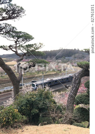 Pine tree and Joban line train Pine tree and Joban line train 82761851