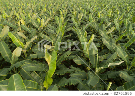 Aerial view of banana trees growing at field 82761896