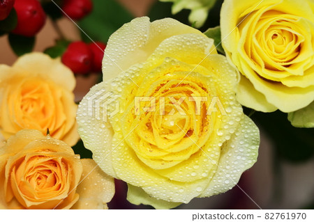 玫瑰·伊利奧斯(Rose Ilios) 玫瑰·伊利奧斯(Rose Ilios) 82761970