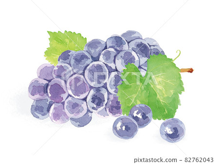 Kyoho watercolor illustration 82762043