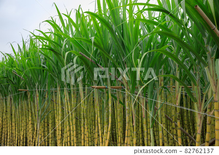 Sugarcane field with plants growing Sugarcane field with plants growing 82762137