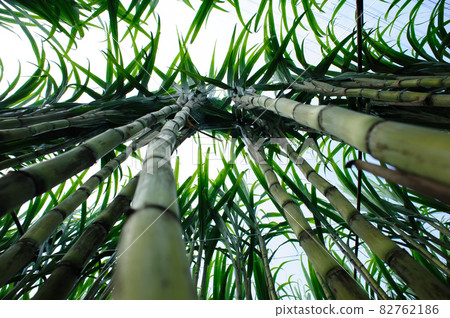 Sugarcane plants growing under sky Sugarcane plants growing under sky 82762186