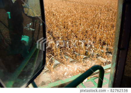 End of the summer, corn harvesting started. 82762536