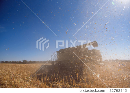 End of the summer, corn harvesting started. End of the summer, corn harvesting started. 82762543