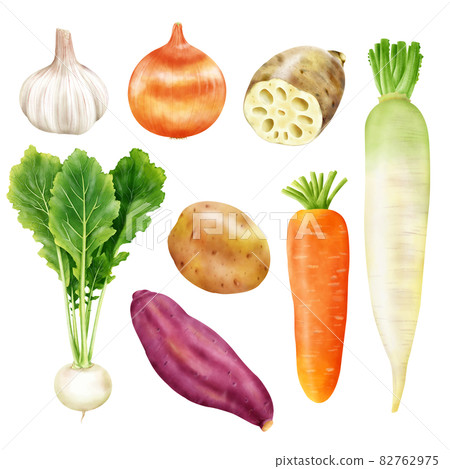 Watercolor illustration root vegetable set Watercolor illustration root vegetable set 82762975