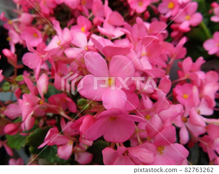 Begonia Love Me 82763262
