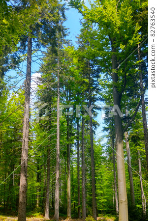 View of the young green forest on a sunny day. View of the young green forest on a sunny day. 82763540