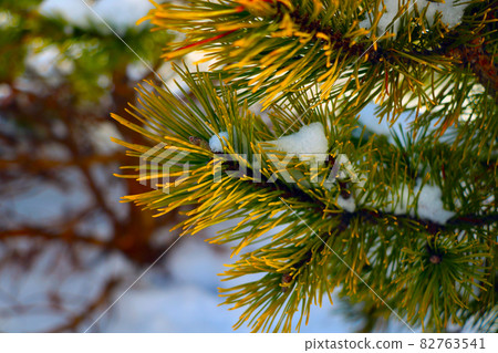Beautiful young pine branch with snow in winter. Beautiful young pine branch with snow in winter. 82763541