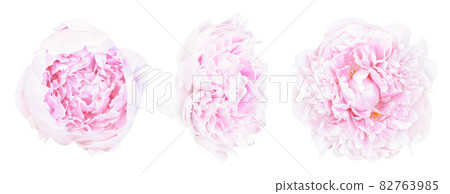 Set of beautiful light pink peony flowers blossom isolated on white background. Shallow depth. Soft pastel toned. Floral springtime. Copy space 82763985