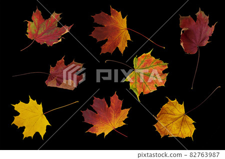 Set of beautiful colorful autumn leaves isolated on black background closeup. Top view. Copy space 82763987