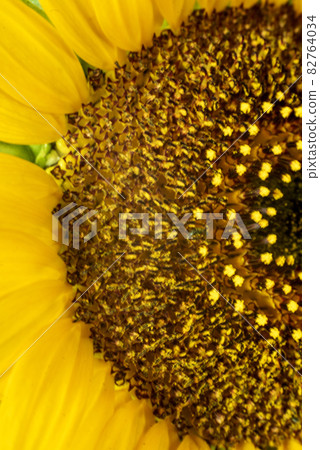 向日葵管狀花和舌狀花的特寫 82764034