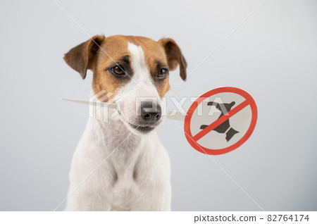 Dog jack russell terrier holding a sign dogs are not allowed on a white background. 82764174