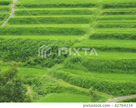 宮崎縣西臼町高千穗町夏季櫪俁梯田三台 宮崎縣西臼町高千穗町夏季櫪俁梯田三台 82764214