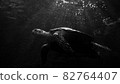 Sea turtles illuminated by the light of the moonlit night 82764407