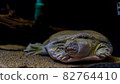 Sleeping turtle 82764410